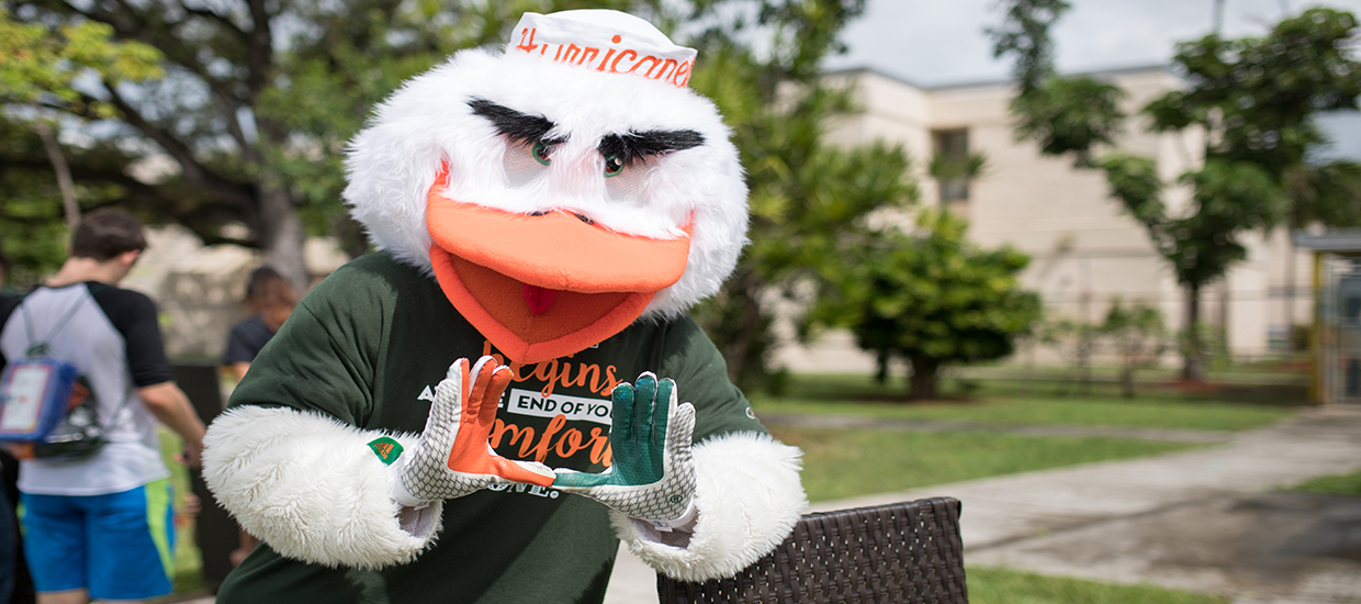 The University of Miami mascot, Sebastian the Ibis.